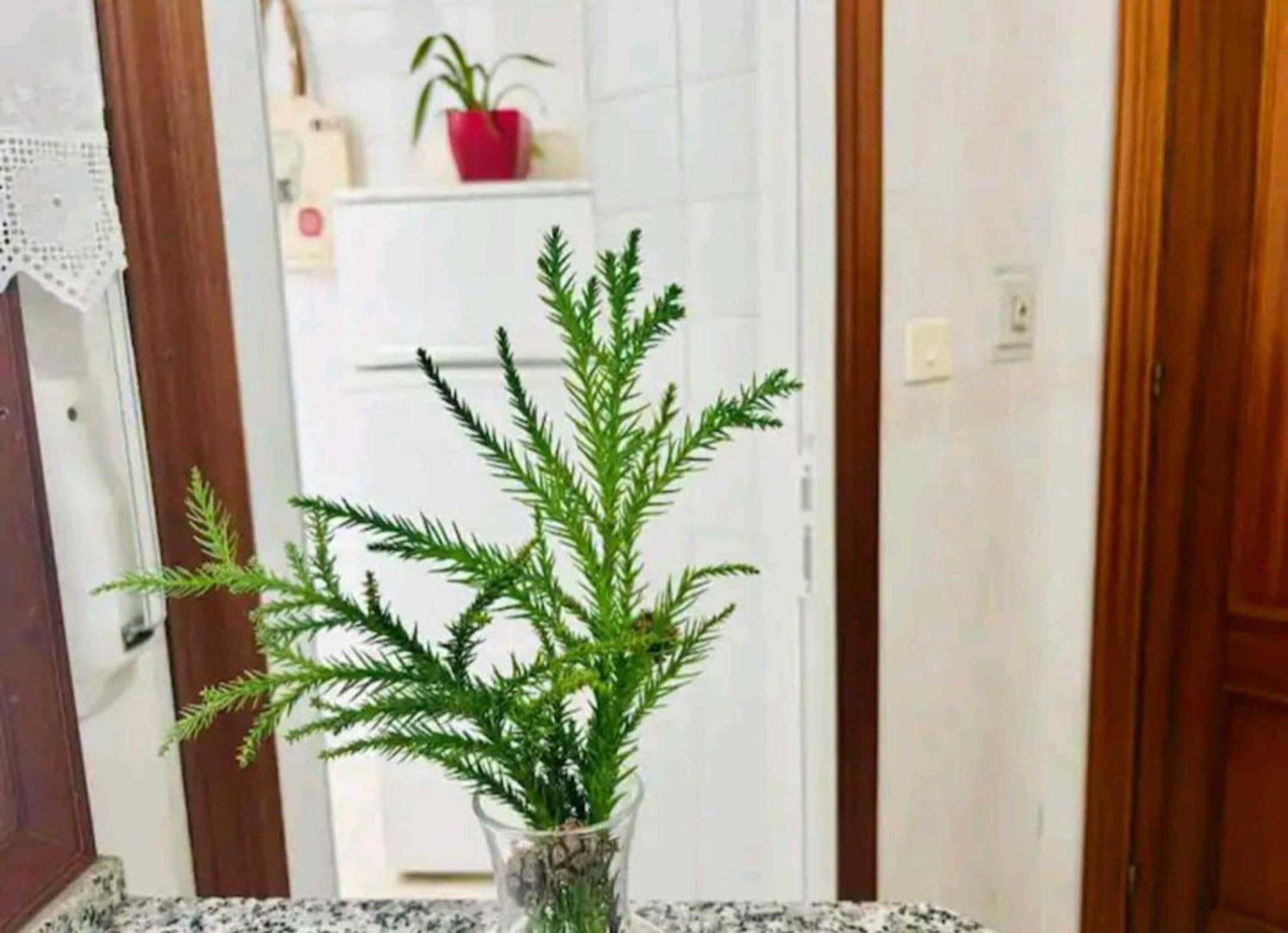 Holibai, Andurina, Piso Vintage, Centrico, Acepta Mascotas, Baiona Apartamento Exterior foto